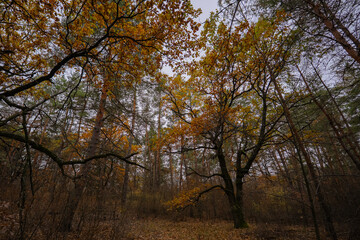 spreading oak trees in the dense thicket of an autumn mixed forest