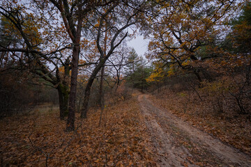 dirt forest road in the dense thicket of an autumn forest