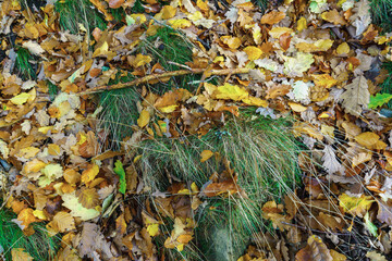 Wunder leuchtendes Herbstlaub von Eichen am Waldboden in Draufsicht