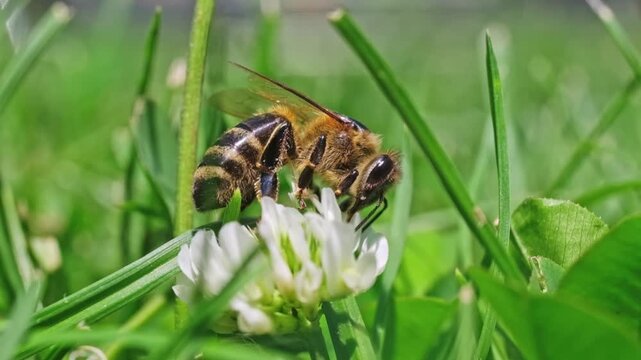 Extreme macro video footage of a honey bee (Apis mellifera) actively foraging and feeding on a white clover flower (Trifolium repens) in bright sunlight. Focus on detailed insect body and pollen colle