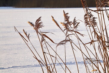 Dried Reed Grass Along Frozen Snow-Covered Lake Shore at Sunset