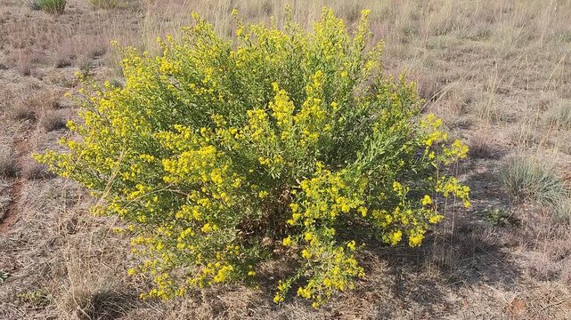 A bushy, dense clump of woody fleabane (Dittrichia graveolens) with light green, spiky foliage, growing on a mix of coarse habitat in the autumn
