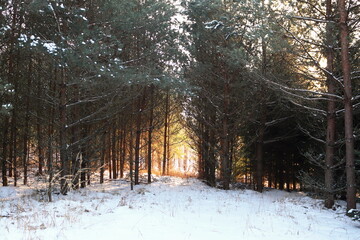 Golden Sunset Light Through Snow-Covered Winter Forest Pine Trees