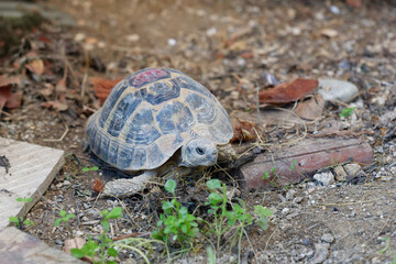 Cute little Hermann's tortoise resting on the ground in a backyard
