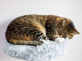tabby cat sleep in his bed