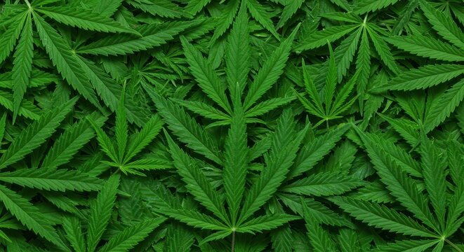 A vibrant green texture created by overlapping marijuana cannabis sativa leaves forming a natural, seamless background pattern ,botanical ,leaf ,marijuana