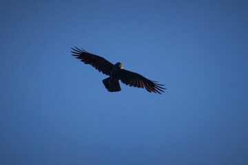 Common raven in flight. Common raven in the blue sky background on a sunny autumn day.	