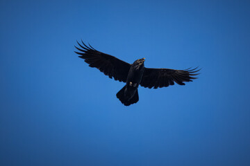 Common raven in flight. Common raven in the blue sky background on a sunny autumn day. 