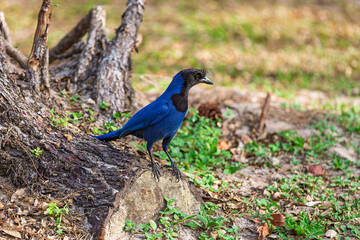 Gralha-azul em tronco de árvore no chão em área de mata com grama e terra