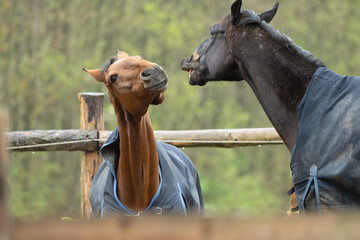 zwei Pferde beim Spielen und Grimmassen ziehen auf dem Paddock im Winter mit blauen Decken, Rappe, Brauner, Lachen, Flemen, Warmblut, Equestrian, Rassepferd