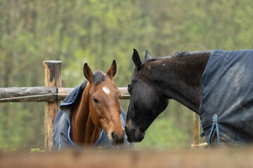 zwei Pferde beim Spielen und Grimmassen ziehen auf dem Paddock im Winter mit blauen Decken, Rappe, Brauner, Lachen, Flemen, Warmblut, Equestrian, Rassepferd