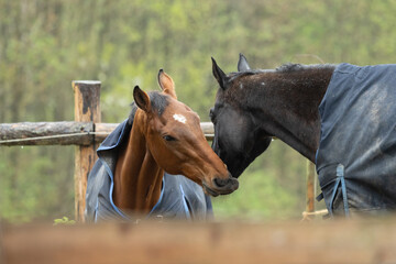 zwei Pferde beim Spielen und Grimmassen ziehen auf dem Paddock im Winter mit blauen Decken, Rappe, Brauner, Lachen, Flemen, Warmblut, Equestrian, Rassepferd