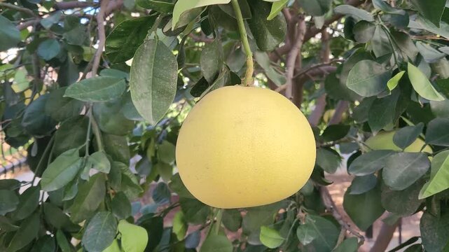 A very large Pomelo fruit continues to turn yellow and sweeten at the beginning of November