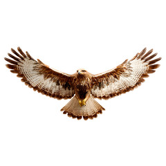 Majestic buzzard bird of prey with wings spread wide in flight isolated on transparent background