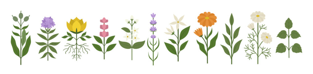 Wild flowers vector collection. herbs, herbaceous flowering plants, blooming flowers, subshrubs isolated on white background.