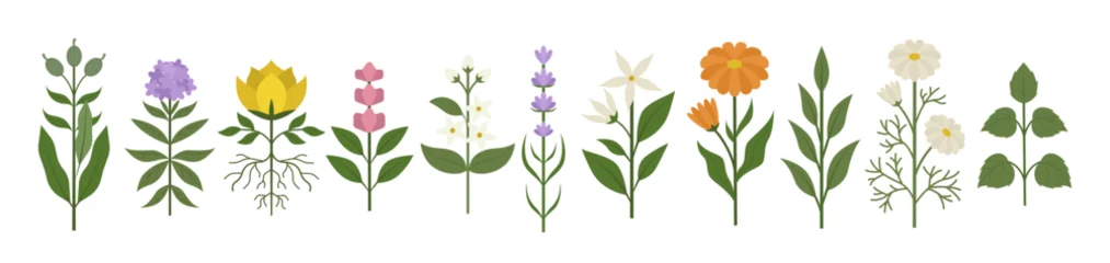Wild flowers vector collection. herbs, herbaceous flowering plants, blooming flowers, subshrubs isolated on white background. © Svetlana