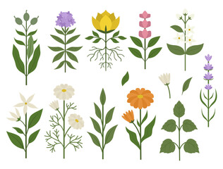 Wild flowers vector collection. herbs, herbaceous flowering plants, blooming flowers, subshrubs isolated on white background.