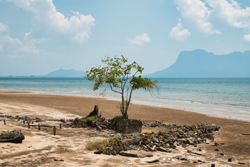 A solitary tree on the beach at Telok Pandan Besar Bay, located in Bako National Park, Kuching, Sarawak, Borneo, Malaysia.