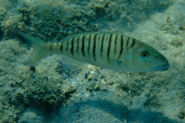 Sand steenbras or striped seabream (Lithognathus mormyrus) undersea, Aegean Sea, Greece, Halkidiki, Pirgos beach
