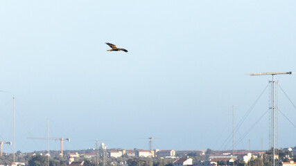 Western Marsh Harrier Flying over Akrotiri Meadow, Limassol, Cyprus