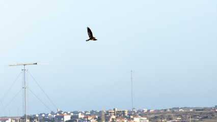 Western Marsh Harrier Flying over Akrotiri Meadow, Limassol, Cyprus