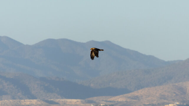 Western Marsh Harrier Flying Solo with Mountain Background on Autumn Afternoon, Akrotiri, Limassol, Cyprus