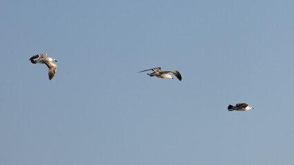 Three Caspian Gulls Flying Against the Wind under Clear Sky, Larnaca, Cyprus