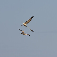 Two Caspian Gulls Flying, One above the Other, Larnaca, Cyprus