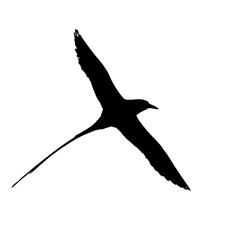 Silhouette of White tailed Tropicbird.