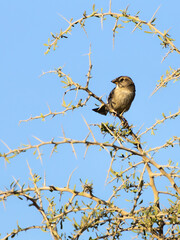 Obraz premium Portrait of a Sparrow Perched on a Thorny Branch, Larnaca, Cyprus