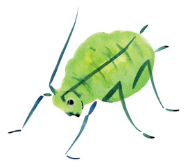 Handwork watercolor illustration of an insect plant-louse. Isolated in white background
