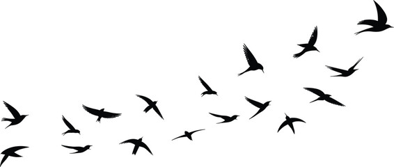 Silhouette of flying birds in motion, freedom and migration concept, black birds flock on white background, wildlife nature illustration, minimal design