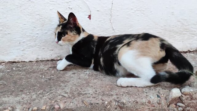 cat in the last stage of pregnancy with swollen mammary glands