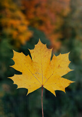 Yellow Maple Leaf in Autumn – Fall Nature Background
