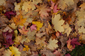 Top view of vibrant autumn maple leaves lying on the ground. The mix of yellow, orange, red, and brown foliage creates a natural seasonal background full of texture and warm fall colors.