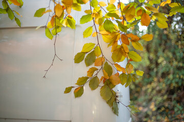 Close-up of autumn tree branches with yellow, orange, and green leaves against a soft blurred background. Warm sunlight highlights the vibrant fall colors, creating a cozy natural atmosphere. Perfect 