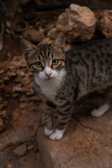 portrait of a cat,Close-up of a cute tabby kitten standing on stones outdoors. Adorable young domestic cat with green eyes and striped fur looking directly at the camera in natural daylight.