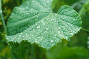 A large massive fresh green leaf of a melon or cucumber plant with undried drops of water from rain, watering or dew on the upper side. Background is blurred with yellow shades, greenhouse, gardening