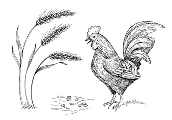 Rooster, wheat and seeds. Farm scene in graphics. Vector ink styled handmade illustration. For packaging design, cards, cover, prints, product labels and fabric.