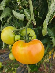 tomatoes in the garden