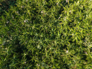 Vista aérea do plantio de Açai nativo de várzea no meio da floresta Amazônica