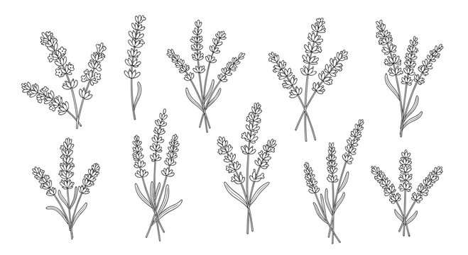 A collection of hand-drawn lavender sprigs and bouquets in black and white line art style, perfect for botanical and natural designs.