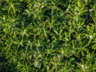 Vista aérea do plantio de Açai nativo de várzea no meio da floresta Amazônica