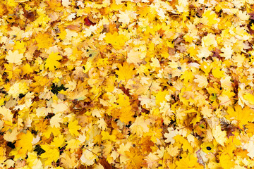 autumn leaves  on the ground