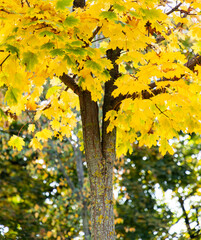 amazing autumn landscape with colorful trees