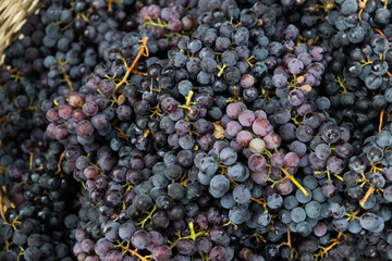 top view of grapes in a basket