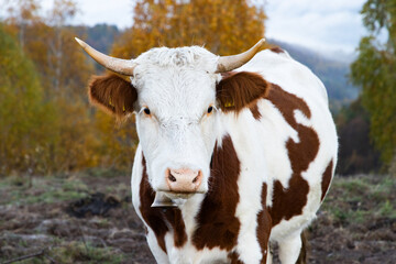 amazing autumn landscape with colorful trees