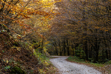 amazing autumn landscape with colorful trees