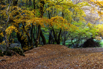 amazing autumn landscape with colorful trees
