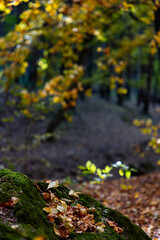 amazing autumn landscape with colorful trees